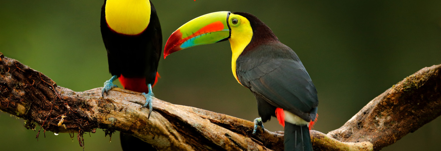 Keel-billed Toucan, Corcovado