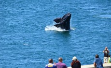 Whale watching, Hermanus, South Africa