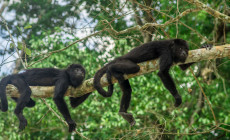 Monkeys, Tikal