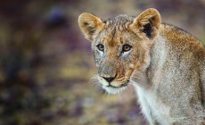 Lion, Etosha, Namibia