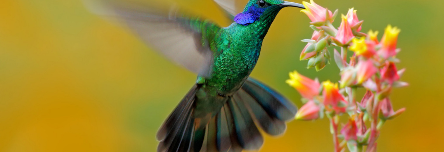 Green violetear Hummingbird
