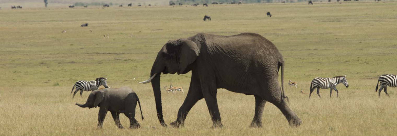 Elephant, Masai Mara, Kenya