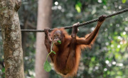 Orangutan swinging on the rope