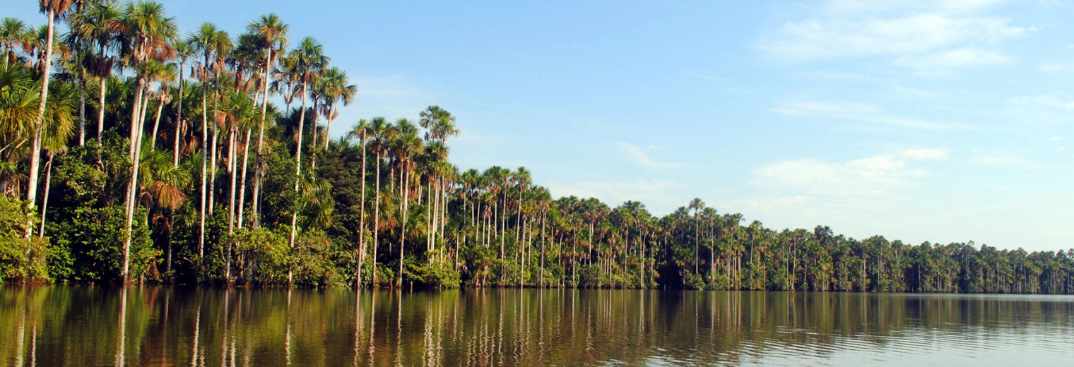 Amazon jungle, Peru