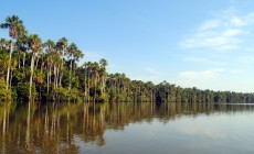 Amazon jungle, Peru