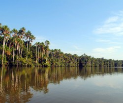 Amazon jungle, Peru