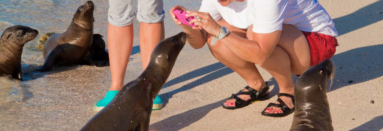 Sea lion pups, Galapagos Islands