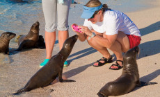 Sea lion pups, Galapagos Islands