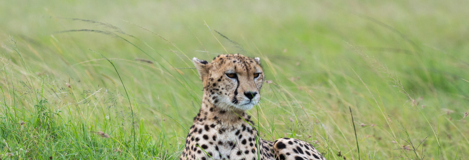 Cheetah, Masai Mara