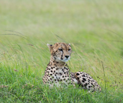 Cheetah, Masai Mara