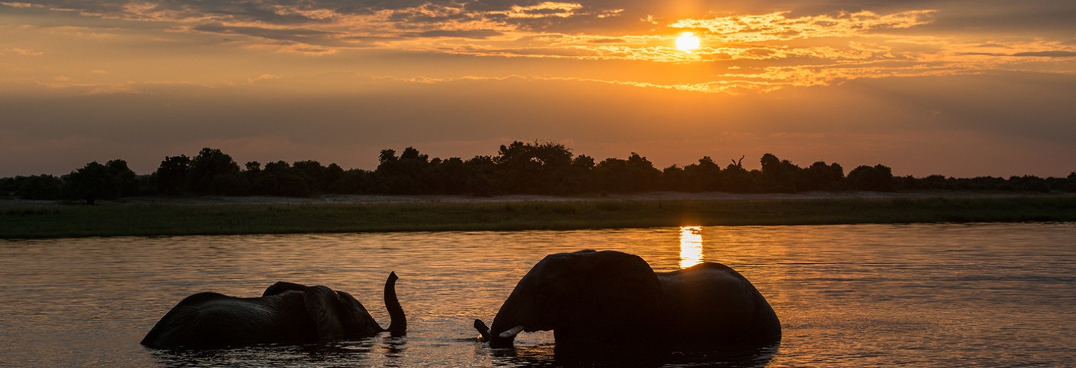 Elephant at sunset, Chobe National Park, Botswana