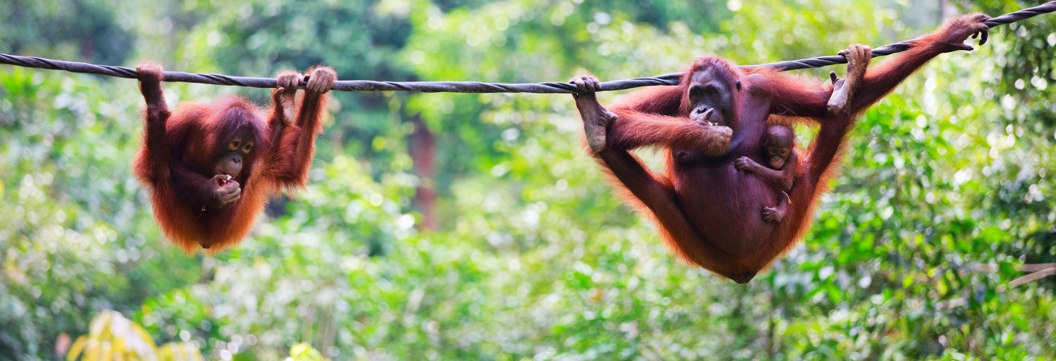 Orangutans, Borneo