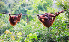 Orangutans, Borneo
