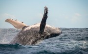 Hermanus, South Africa