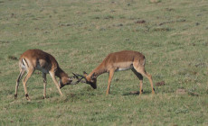 Impala, Gondwana Game Reserve, South Africa
