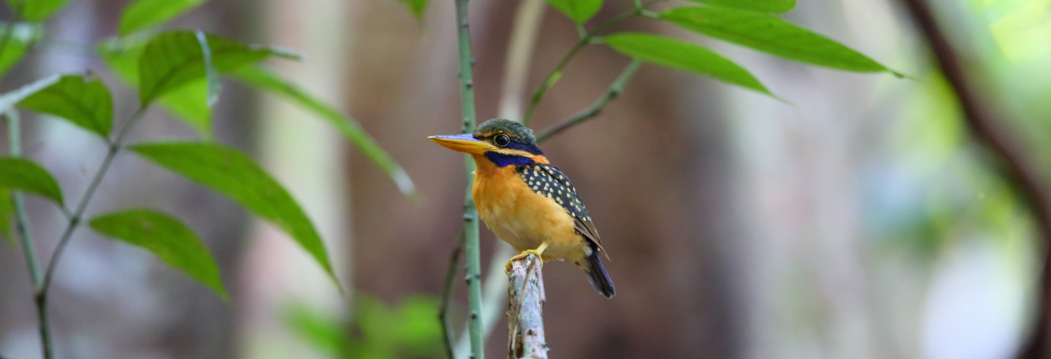 Rufous-collered Kingfisher, Danum Valley, Borneo