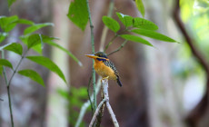 Rufous-collered Kingfisher, Danum Valley, Borneo