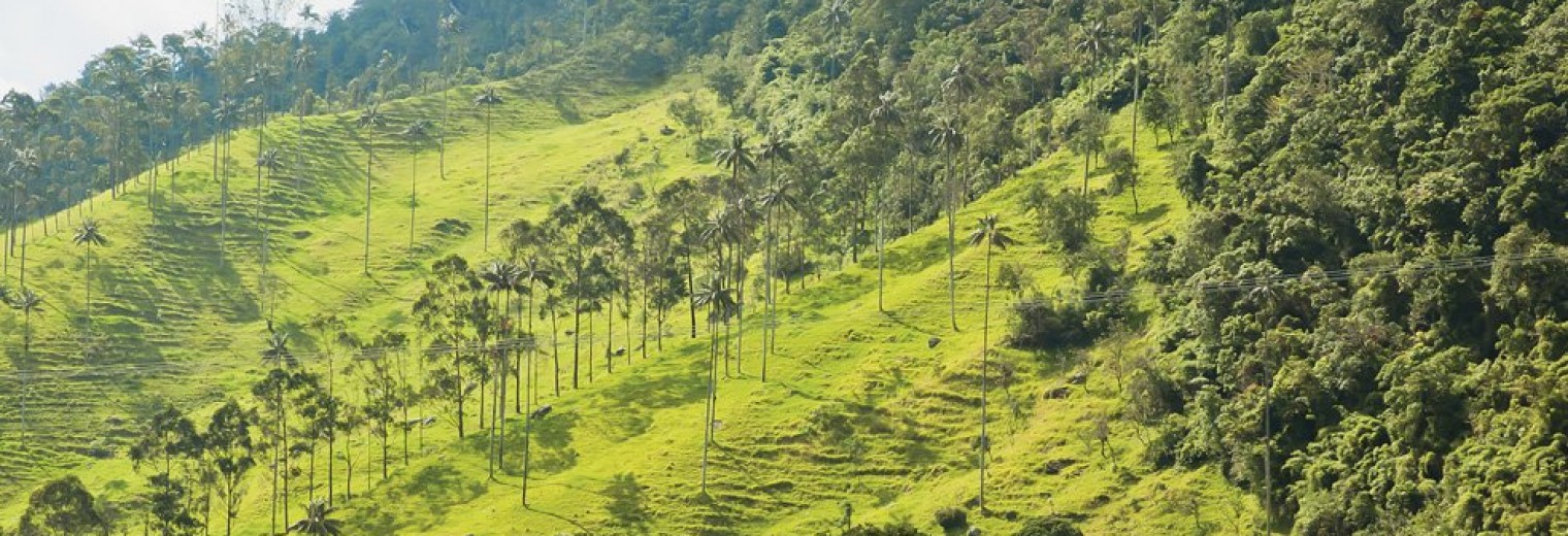 Valle Cocora, Colombia