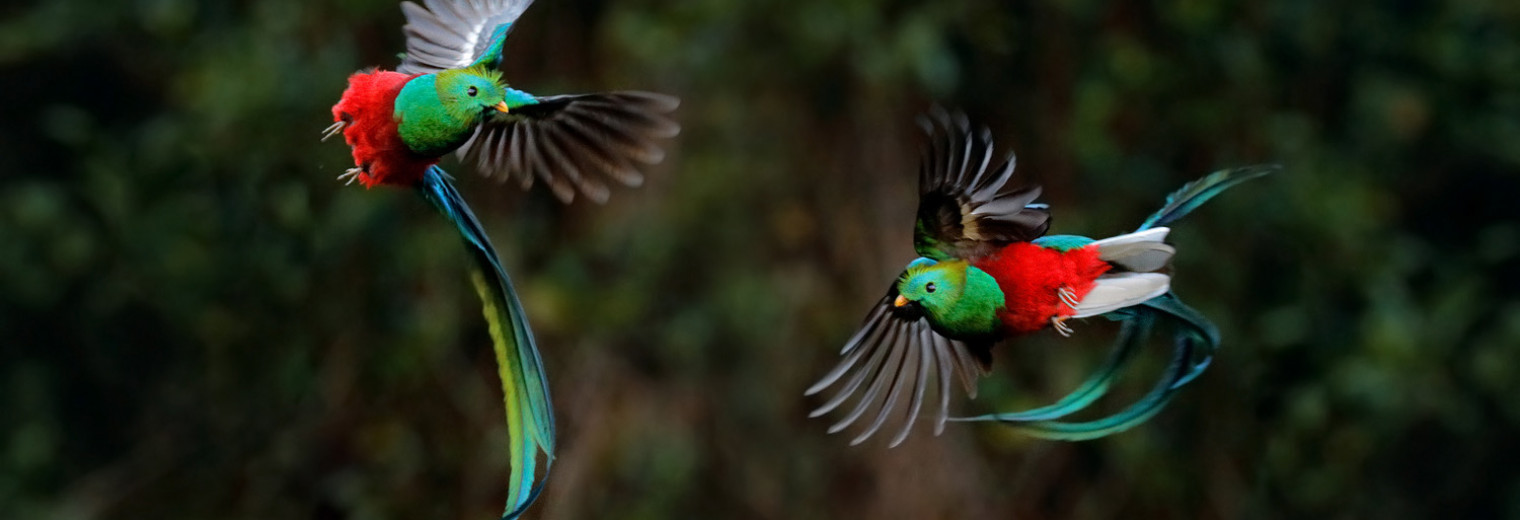 Quetzal, Costa Rica