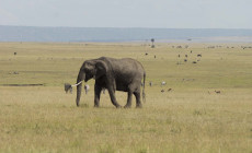 Elephant, Masai Mara, Kenya