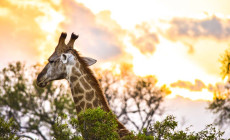 Giraffe, Kruger National Park, South Africa