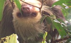 Tortuguero, Sloth