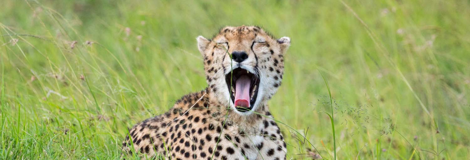 Cheetah, Masai Mara, Kenya