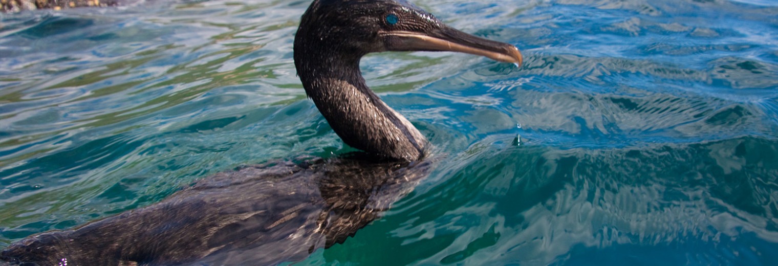 Flightless cormorant, Galapagos Islands