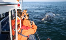 Whale watching, Hermanus, South Africa