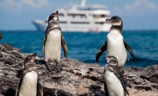 Penguins, Galapagos Islands