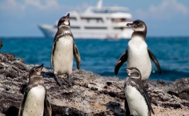 Penguins, Galapagos Islands