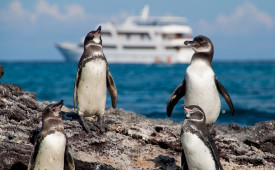 Penguins, Galapagos Islands