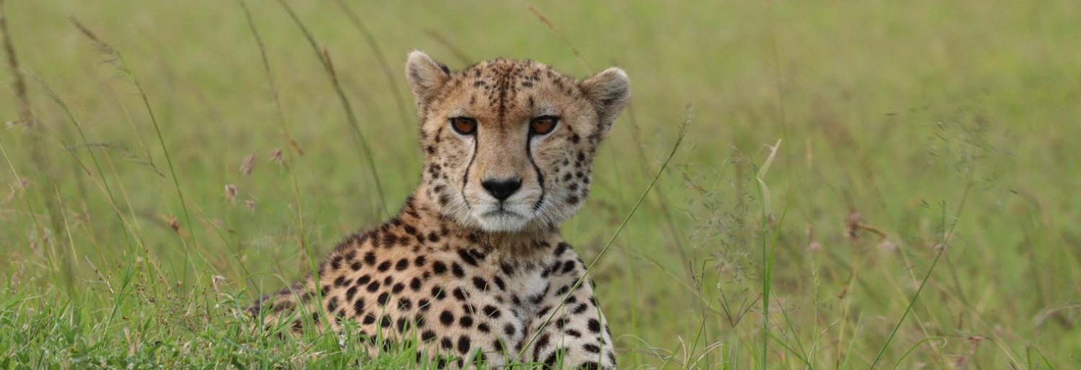 Cheetah, Masai Mara, Kenya
