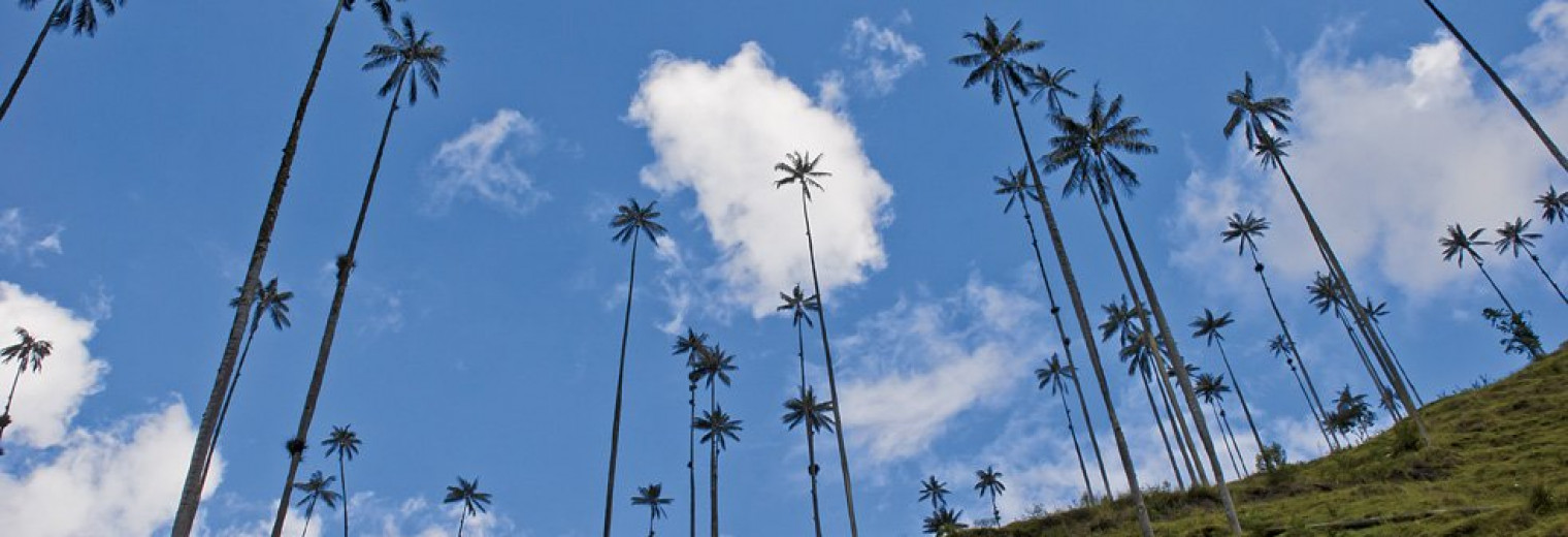 Cocora Valley, Colombia