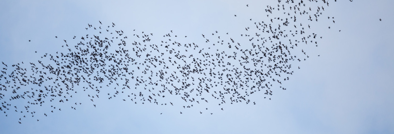 Bat Exodus