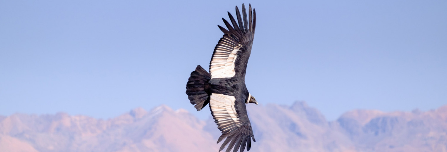 Condor, Colca Canyon