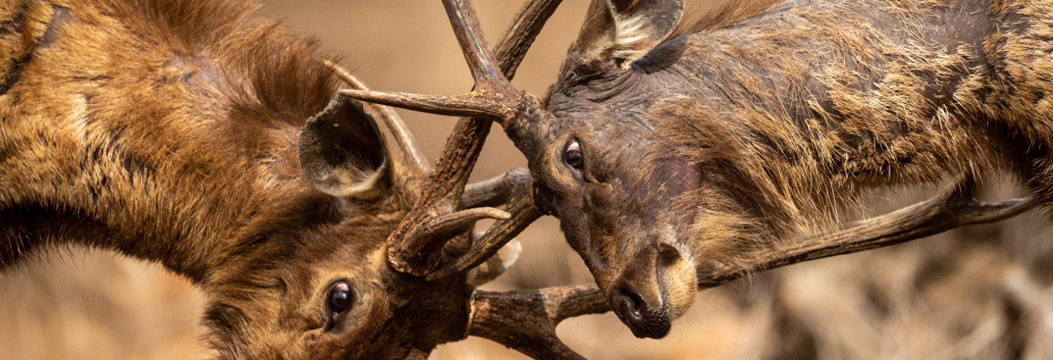 Sambar Deer, Ranthambore