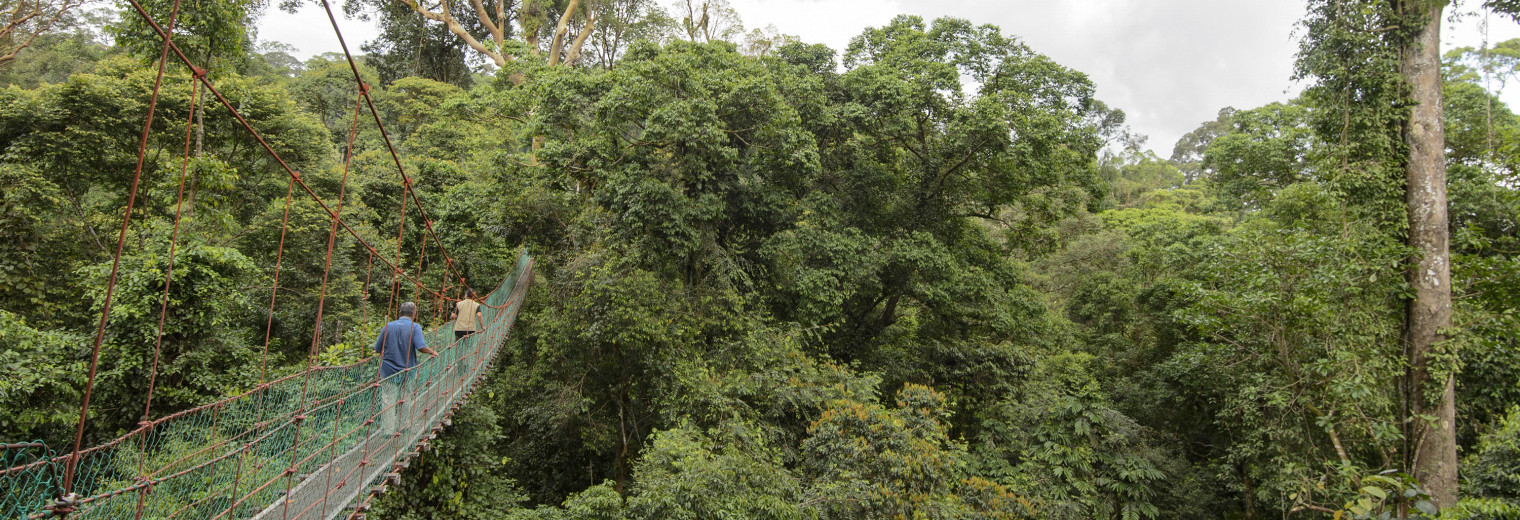 Canopy Walkway, Danum Valley, Borneo