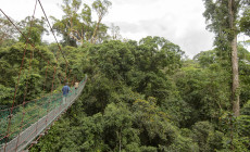 Canopy Walkway, Danum Valley, Borneo