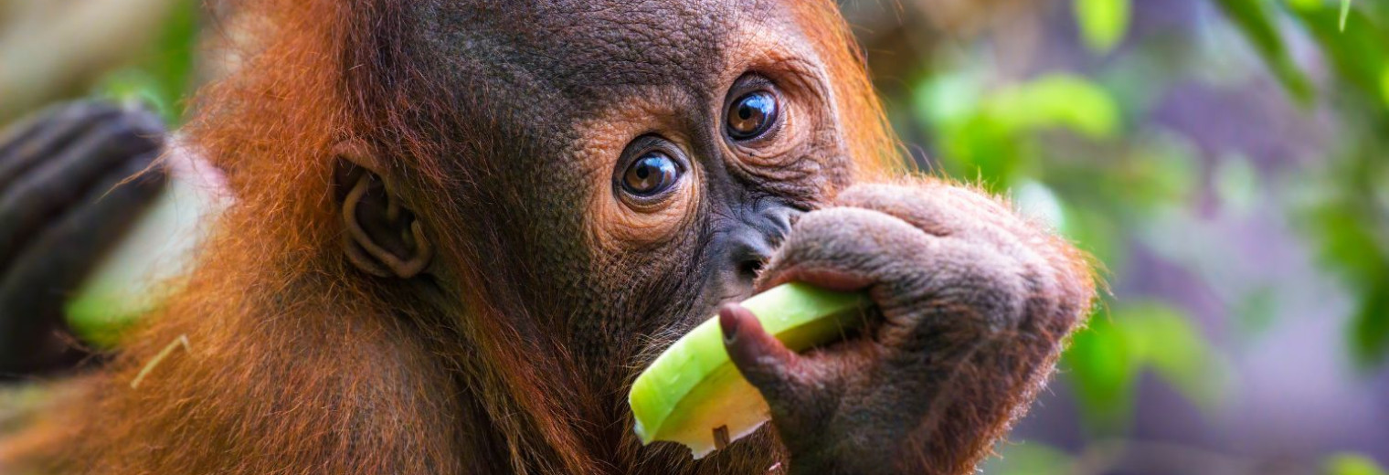 Baby Orangutan, Sepilok Rehabilitation Centre