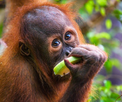 Baby Orangutan, Sepilok Rehabilitation Centre
