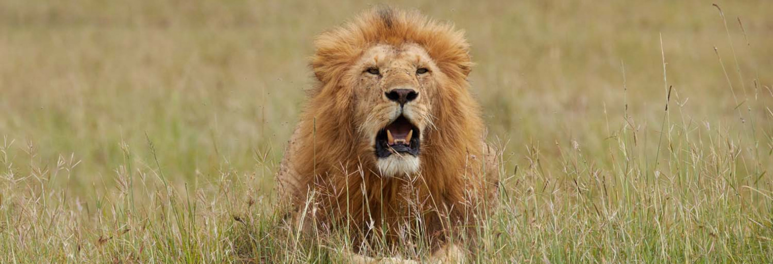 Lion, Masai Mara, Kenya