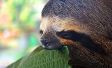 Amazon sloth