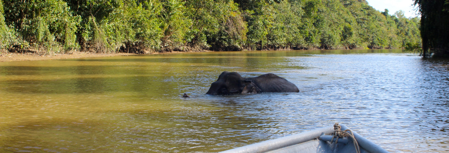 Pygmy Elephant, Borneo