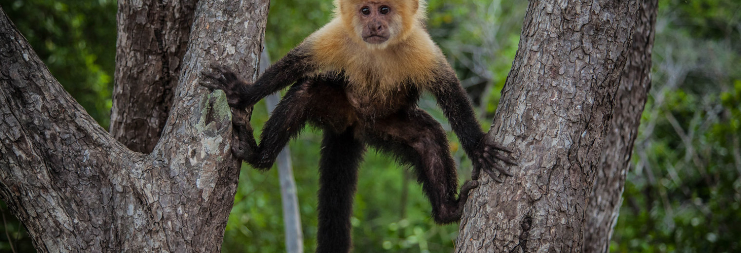 Capuchin Monkey, Costa Rica