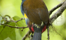 Plate-billed Mountain Toucan, Bellavista Cloud Forest, Ecuador