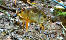 Mouse Deer, Borneo