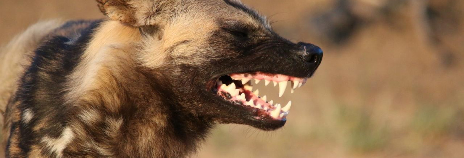 Hyena, Kruger National Park, South Africa