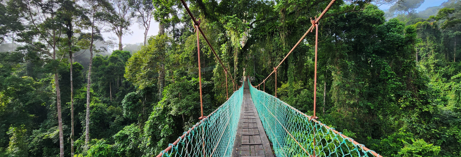 Canopy Walkway, Danum Valley, Borneo