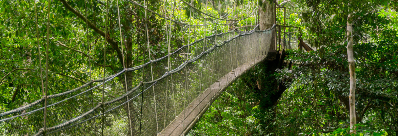 Canopy Walk, Mulu National Park 